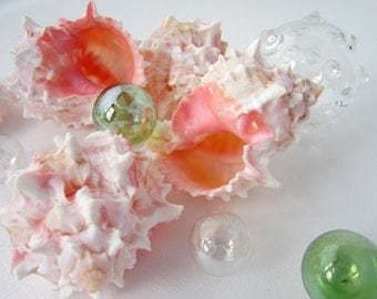 Beach Decor Pink Specimen Seashell - Nautical Pink Murex Specimen Shell, 3-4in, 1PC