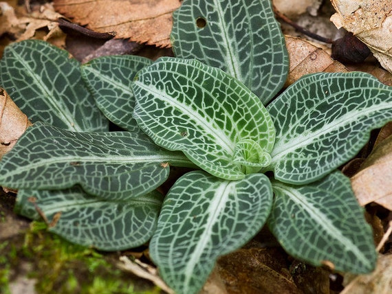 5 Rattlesnake Plantain(Goodyera pubescens)