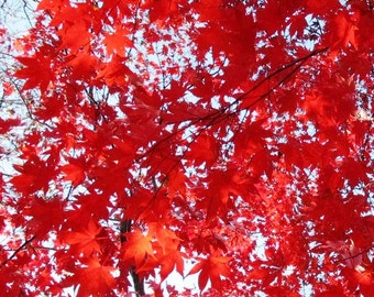 4 Rooted RED JAPANESE MAPLE Saplings, 6 inches tall- Deer resistant, Beautiful Fall & Year Round Red Foliage