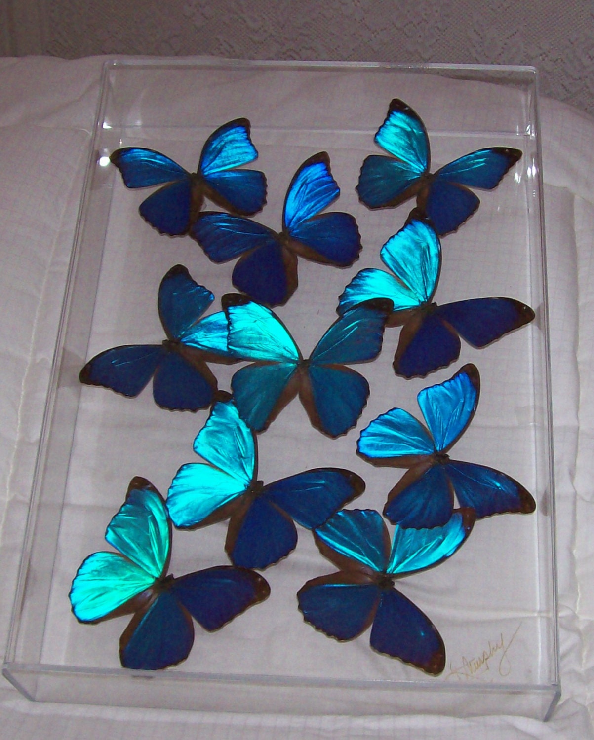 Real Stunning Swarm of Iridescent Blue Morpho Butterflies