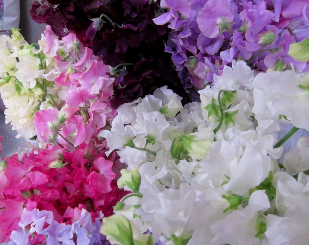 6 Sweet Pea Jasmine Scented Candle Tarts by AmbersAromasAndGifts