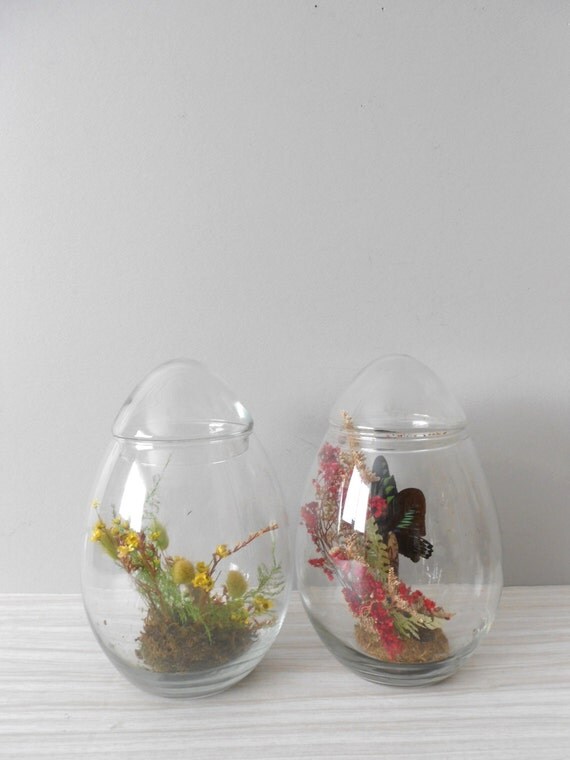 RESERVED // LARGE egg shaped glass jar terrarium with