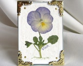 Pressed Flower Art, Real Pansy In A Victorian Miniature Picture Frame With Easel And Organza Gift Bag