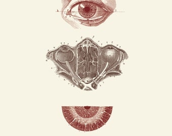 Vintage Human Anatomy, Eyes, "L'anatomie Humaine" Print 8x10 P247