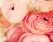 Pink Ranunculus Photo - Fine Art Photography, girls room, shabby, romantic, feminine, pink flower print, nursery, wall art, decor, spring