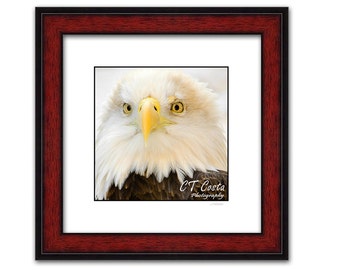 Bald Eagle Framed Wall Art, gift for him, 18x18 inch frame Ready to Hang