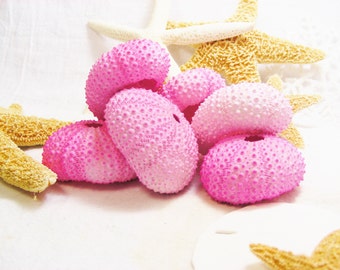 Hot Pink Sea Urchin ~ 1 piece ~ Dyed Pink Sea Urchin Shell ~ Small Urchin