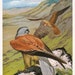 Vintage Birds Series (Kestrel) Print - 1988