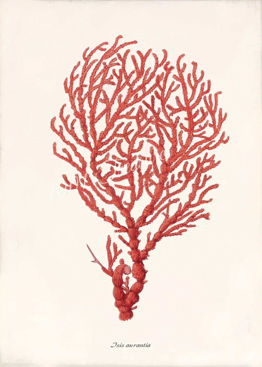 Coral Art Print 5 x 7 Natural History Isis by 1001treasures