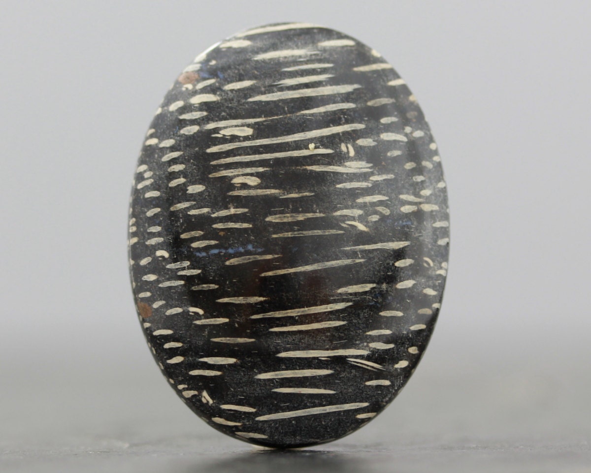 Palm Wood Fossil Petrified Specimen Fossils and by cabaddict