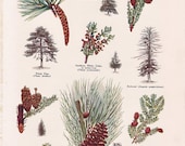 Evergreens of North America...old dictionary page from the 1930's.... Evergreens of North America...old dictionary page from the 1930's....