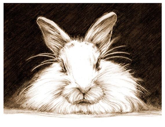 Art Pencil Sketch Rabbit Art Rabbit Sketch Bunny Pencil