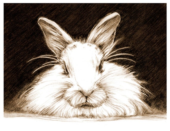 Art Pencil Sketch Rabbit Art Rabbit Sketch Bunny Pencil 