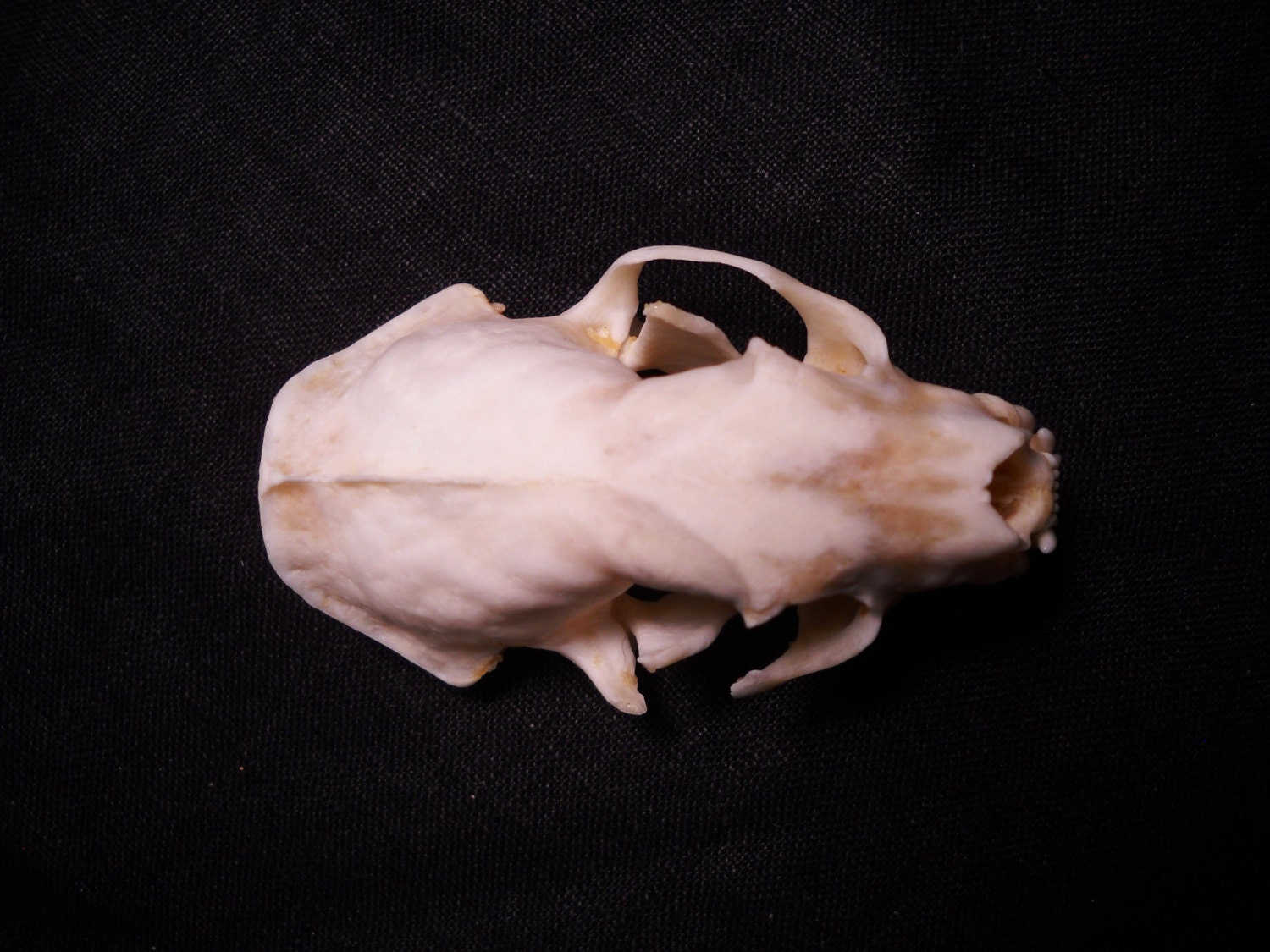 Discount Domestic Ferret Skull Real Bone Animal Skull Weasel