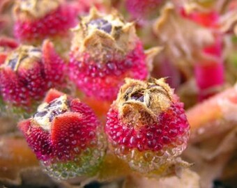 Heirloom 1000 Seeds Mesembryanthemum Hottentot Sea Fig Marigold Ice plant Garden Flower Seeds B0088