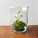 Tiny White & Red Pansy Woodland Terrarium in Repurposed Glass
