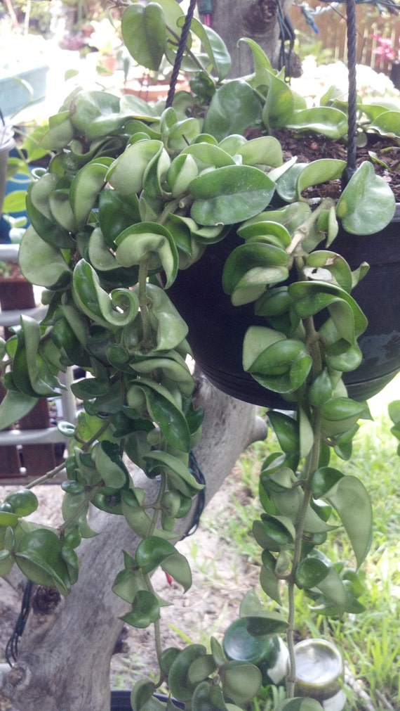 Hoya Hindu Rope Compacta Krinkle Kurl Wax Plant