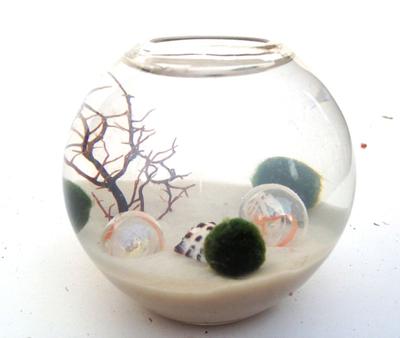 Image result for marimo terrarium