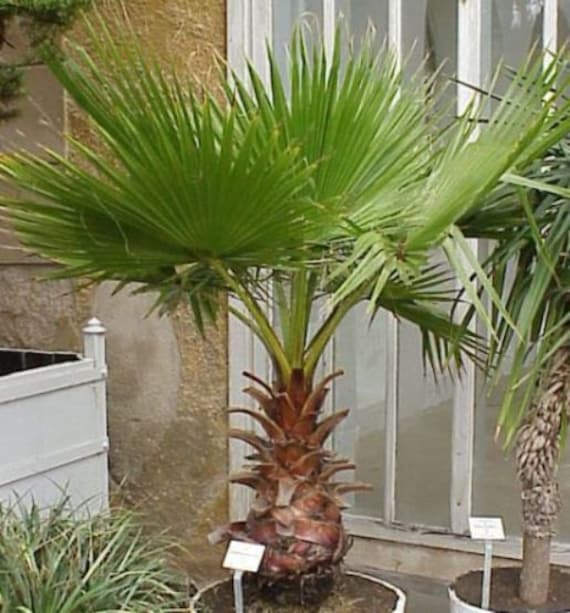 Bonsai Tree Seeds Mexican Fan Palm Skyduster 5 Seeds