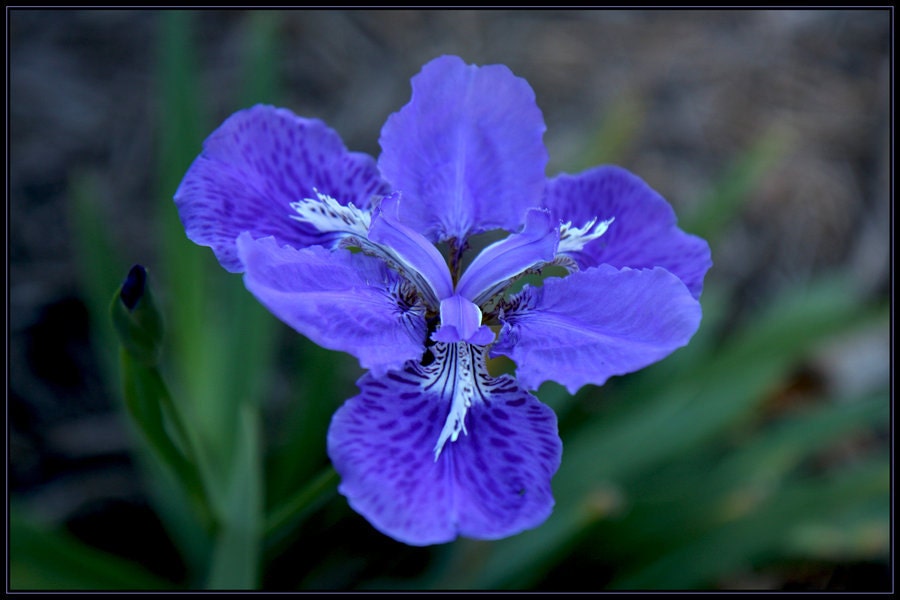 Rare Wild Blue Iris Perennial Garden Seeds 10 Seeds