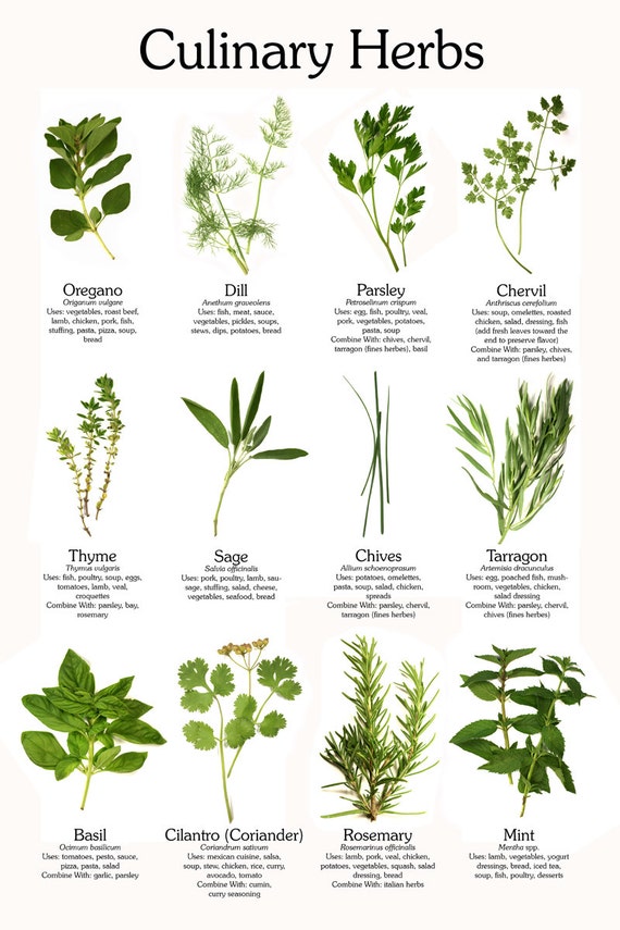 herbs-herbal-medicines-herb-garden-cd-29-books-culinary-herbs