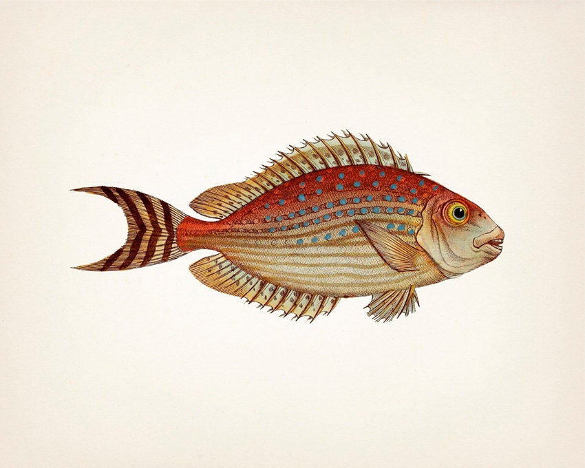 Unique 1801 colorful fish drawing 8x10 Fine art print of a