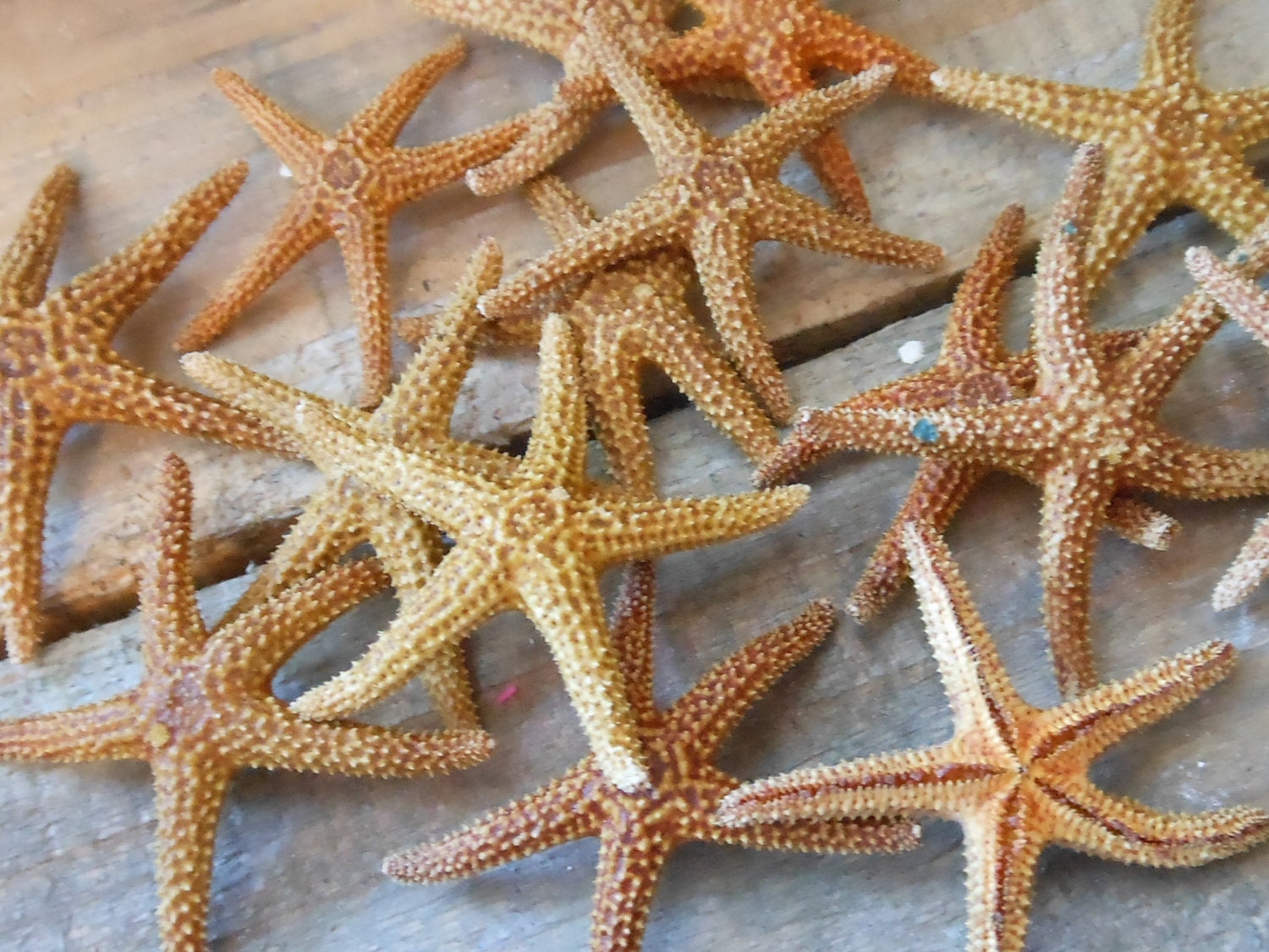 Small Florida Bay Starfish 10 Starfish By Shellsunlimited