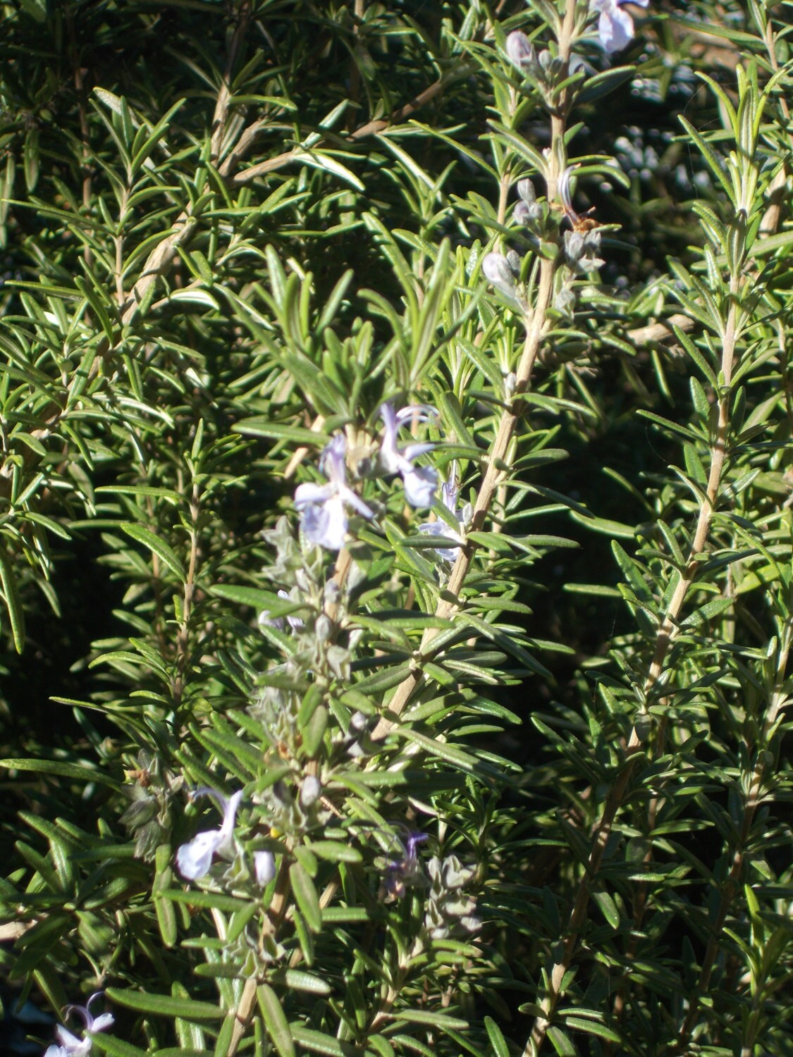 Dried Rosemary herb plant organic dried herbs by TheGiftedTomato