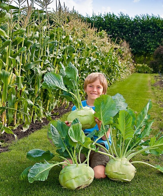 2g approx. 800 giant kohlrabi seeds SUPERSCHMELZ could grow