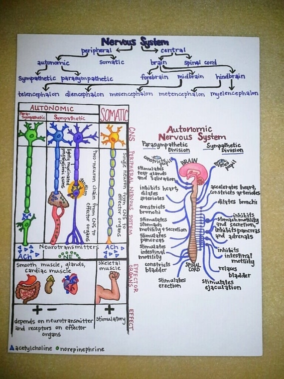 Items similar to Laminated hand-drawn human anatomy study diagrams on Etsy