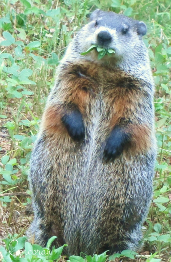 Animal Photograph Mr. Groundhog Eating Dinner