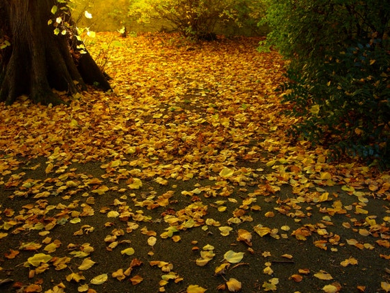 Unleaving -- autumn leaves, Irish nature photography, 6x8 print, wall art