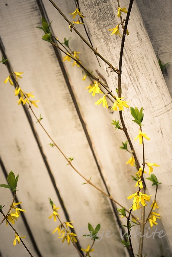nature photography floral flora Forsynthia yellow Spring fence 8x12 ...