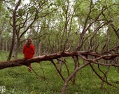 Woodland Photo, Girl Sitting on a Fallen Tree 5x7