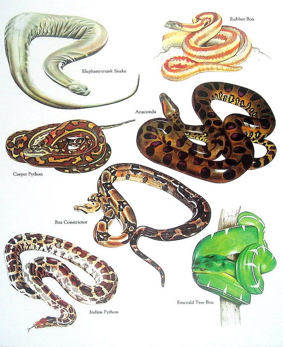 boa vs python difference