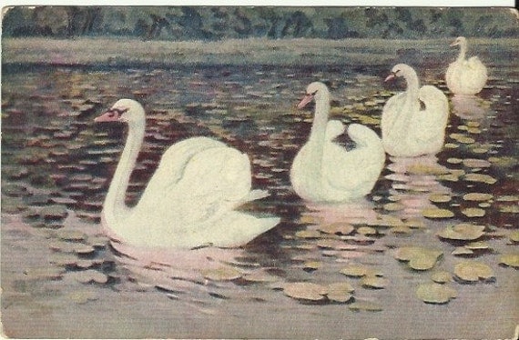 Antique Postcard Beautiful Swans Swimming on a Lake with Lily Pads - Pond - 1909