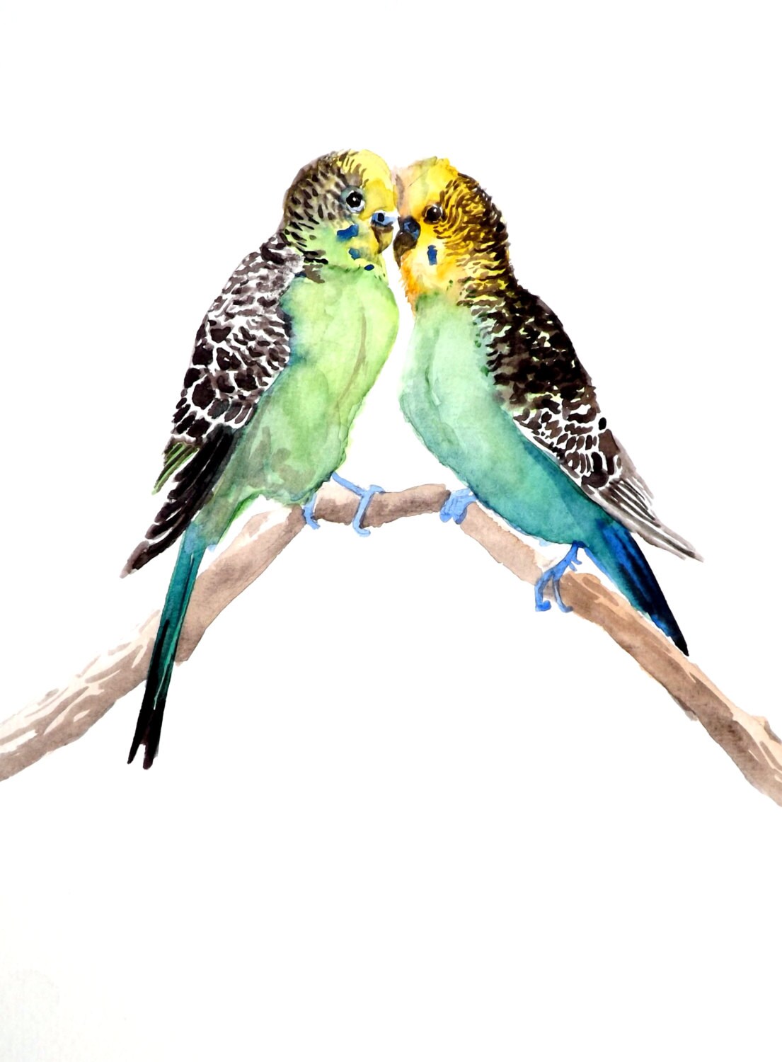 Воркование влюблённых попугаев волнистых