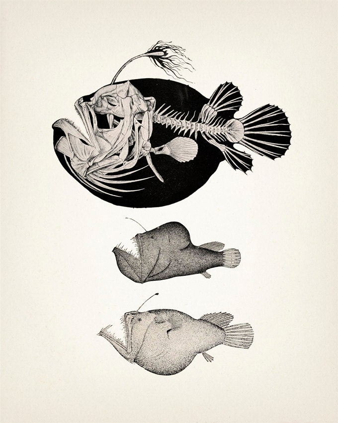 Angler Fish Skeleton Scientific Anatomy Drawing OE-01 Fine