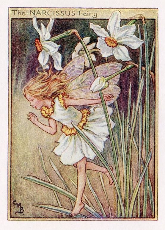 Narcissus Flower Fairy Vintage Print c.1950 Cicely Mary