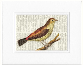 bird V dictionary page print