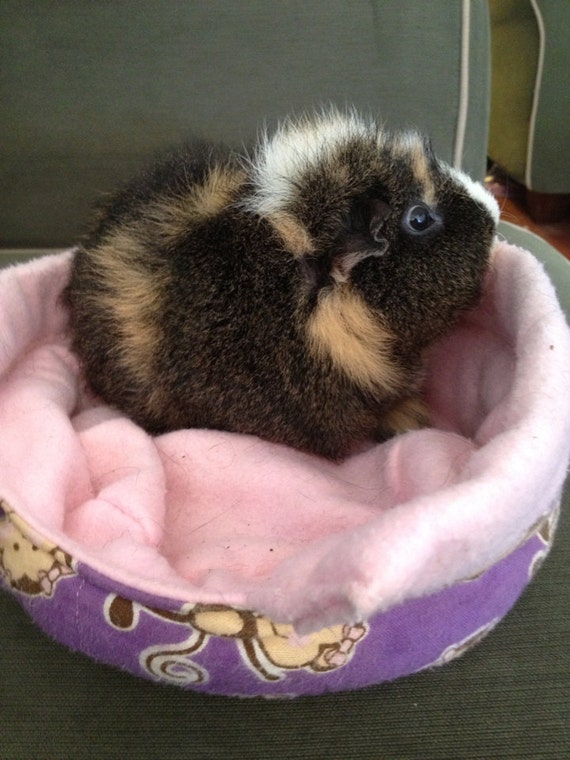 Cuddle Cup Guinea Pigs RatsSquirrel Rodent Ferrets