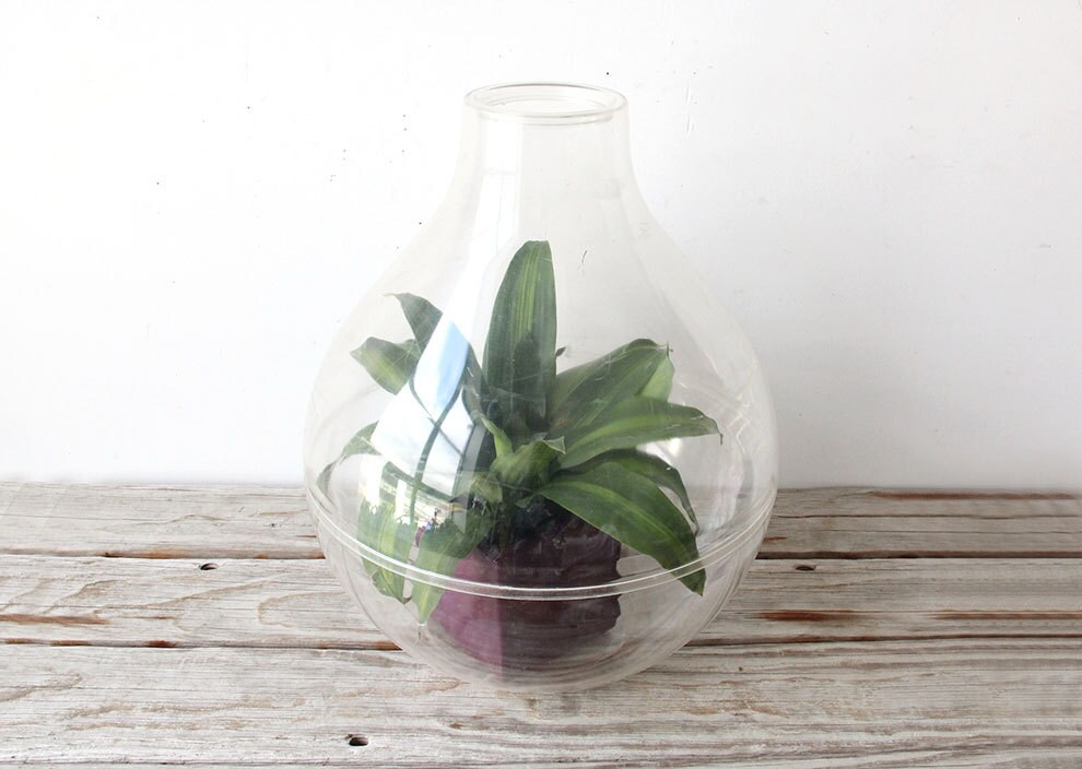 Giant 70's Terrarium Dome