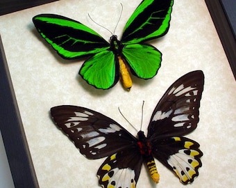 Real Framed Birdwing Butterfly Pair Conservation Shadowbox Display 501
