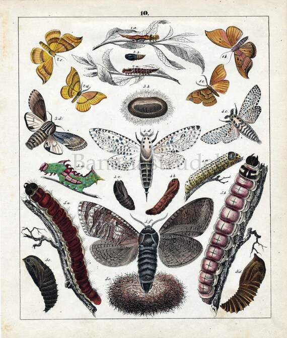 Antique Print of Moths - 1842 Rare Hand Coloured Lithograph by Karl Friedrich Berge
