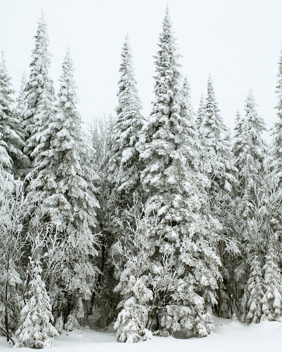 Items similar to Winter Photography - evergreen trees in snow ...