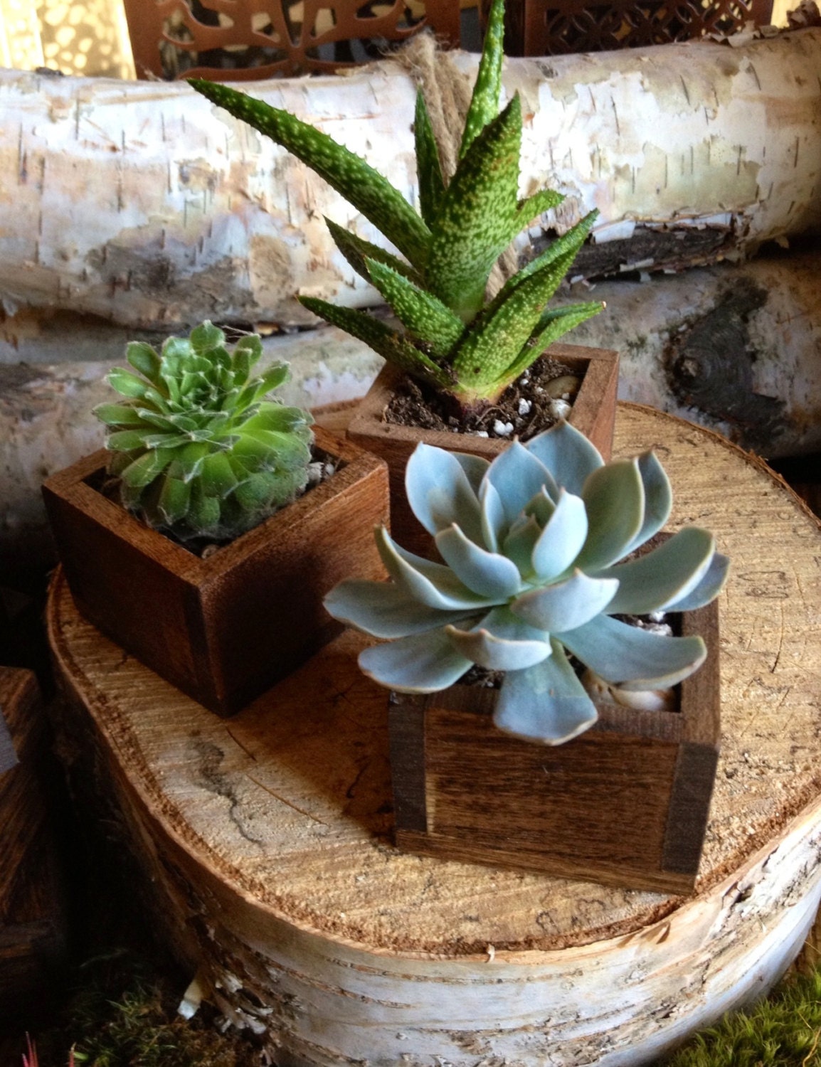 Succulents in tiny wooden box planter SET OF 3 by