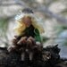 Needle Felted Wool Fairy Acorn fairy-soft sculpture-Waldorf inspired standing doll