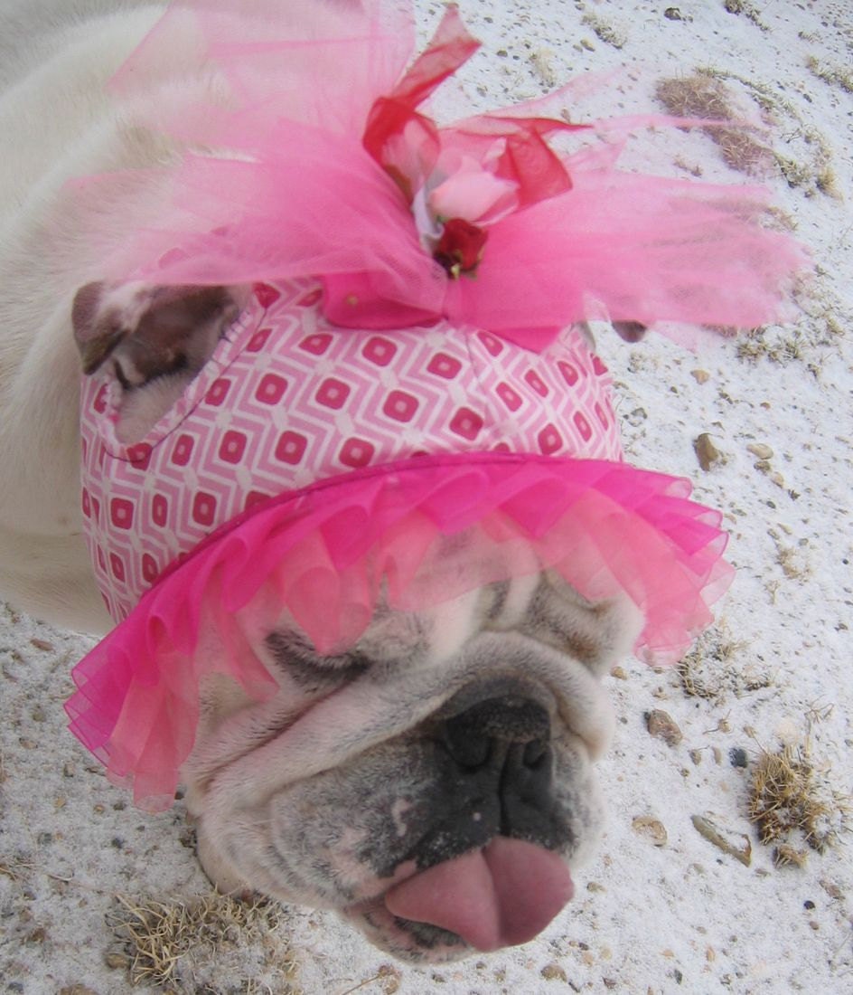 English Bulldog Hat GIRLY Dog HatCustom Bulldog Pattern