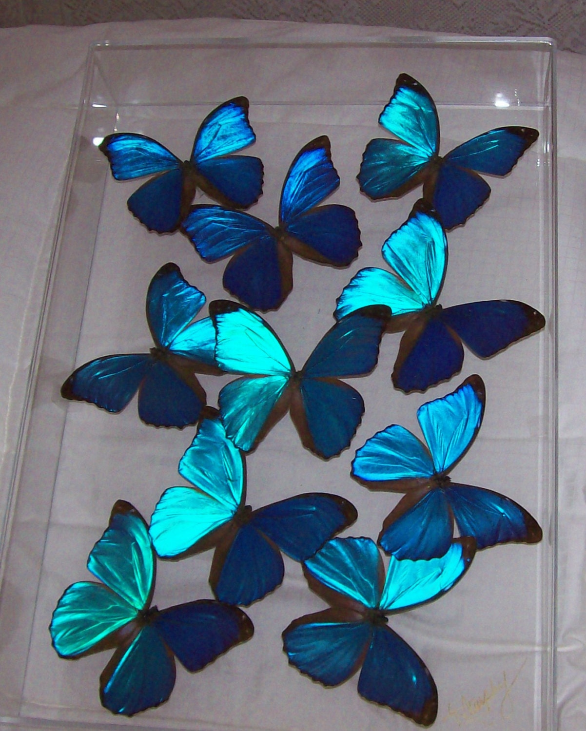 Real Stunning Swarm of Iridescent Blue Morpho Butterflies