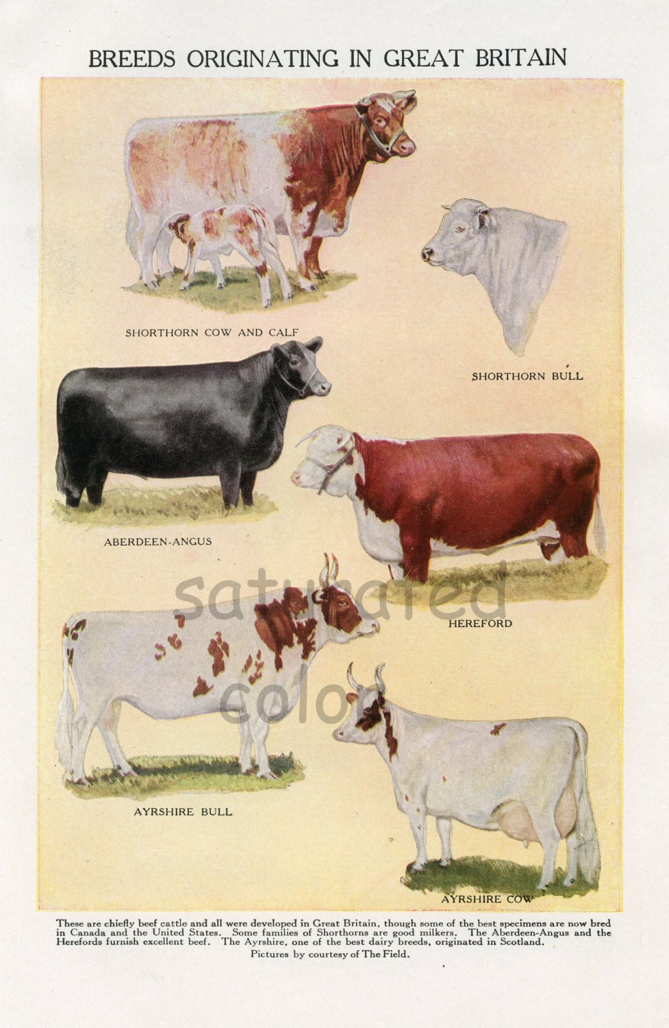 Dairy Cow Breeds Cattle Vintage 1940s DOUBLE SIDED Dairy